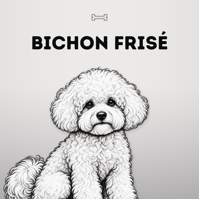 Kollektionsbild Bichon Frisé