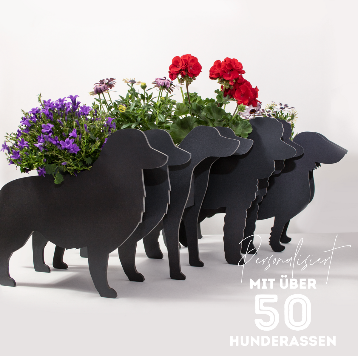 Plant dachshund LIMITED EDITION