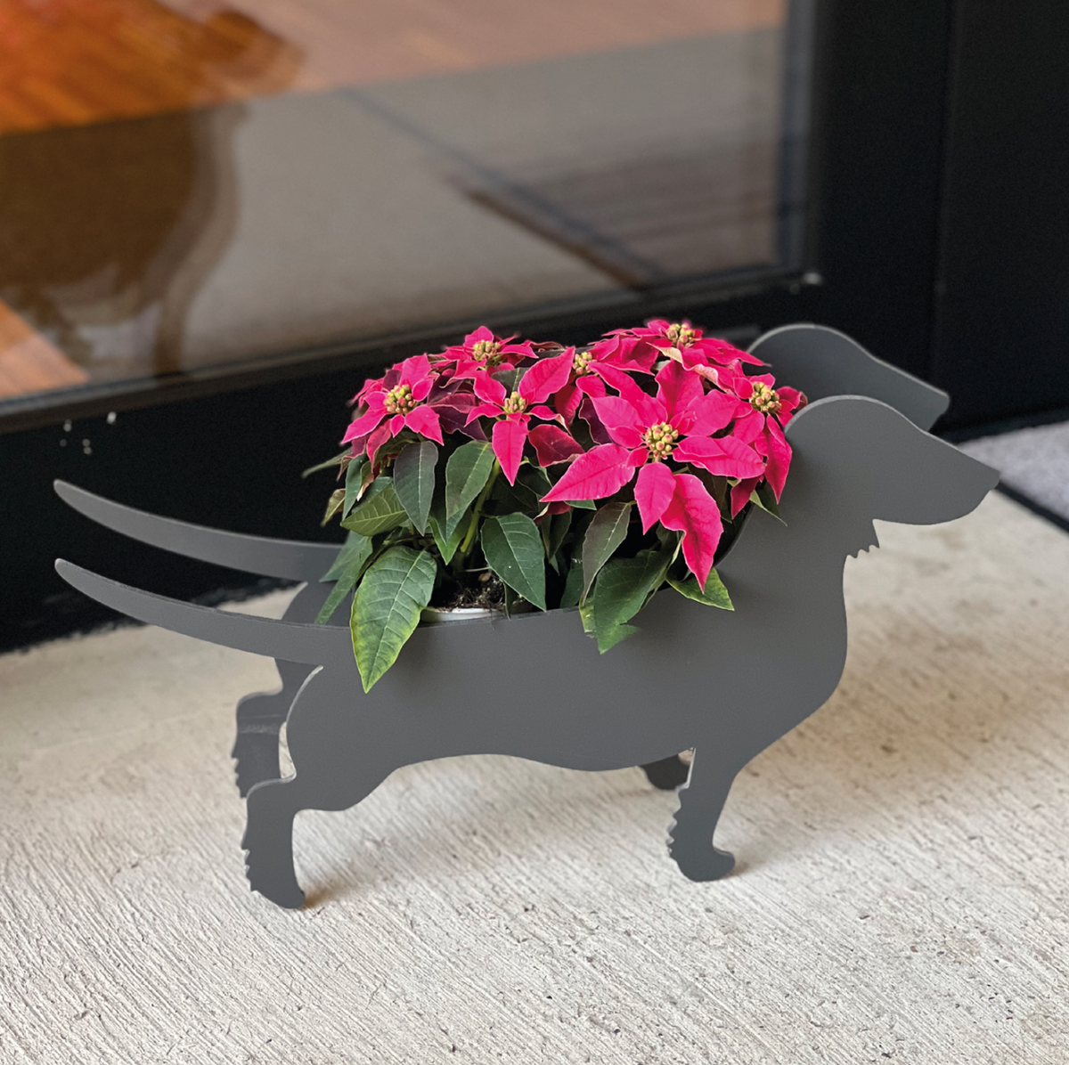 Plant dachshund LIMITED EDITION