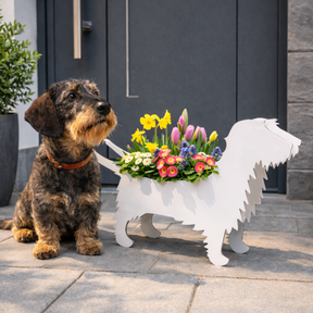 Plant dachshund LIMITED EDITION