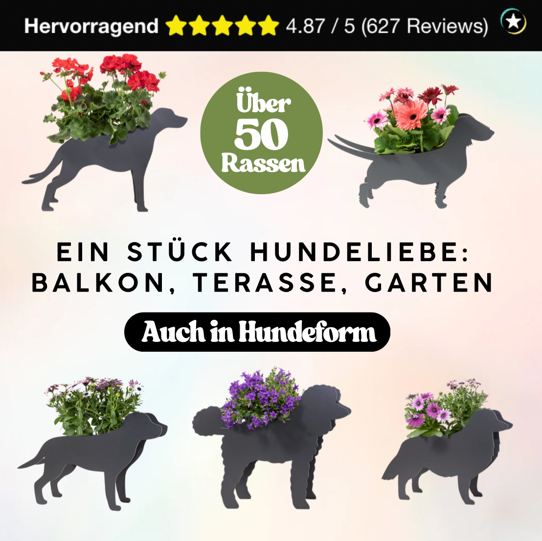 Plant dachshund LIMITED EDITION