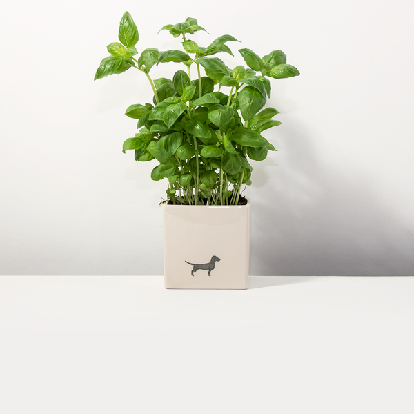 Blumentopf Dackel