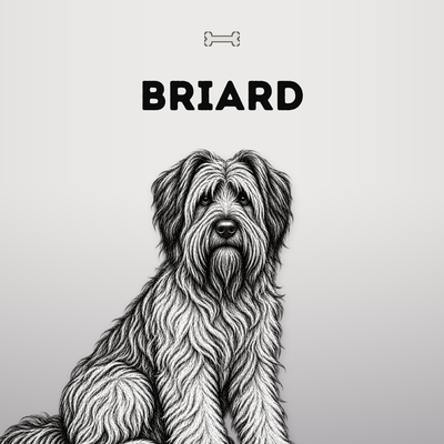 Kollektionsbild Briard