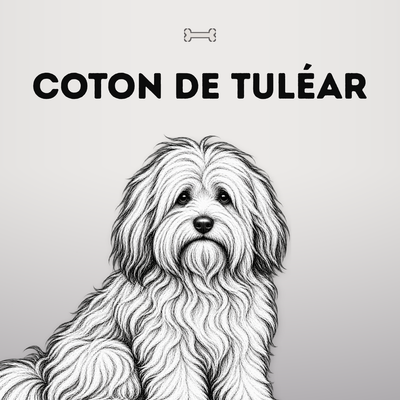 Kollektionsbild Coton de Tuléar