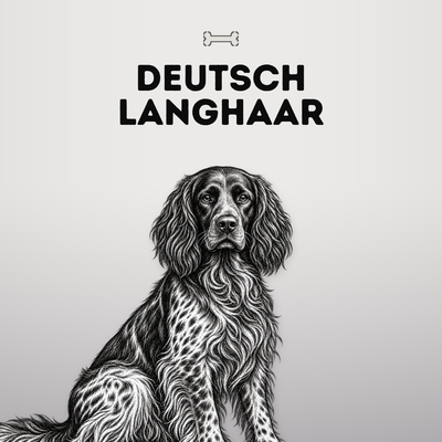 Kollektionsbild Deutsch Langhaar