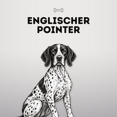 Kollektionsbild Englischer Pointer