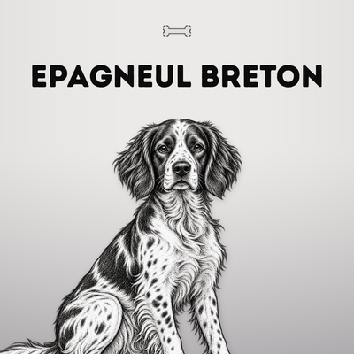 Kollektionsbild Epagneul Breton