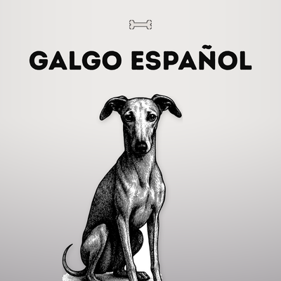 Kollektionsbild Galgo Español