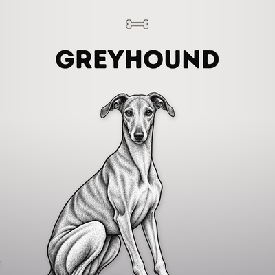 Kollektionsbild Greyhound