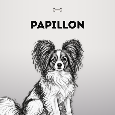 Kollektionsbild Papillon