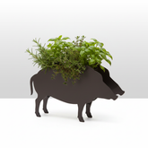 Plant dachshund LIMITED EDITION