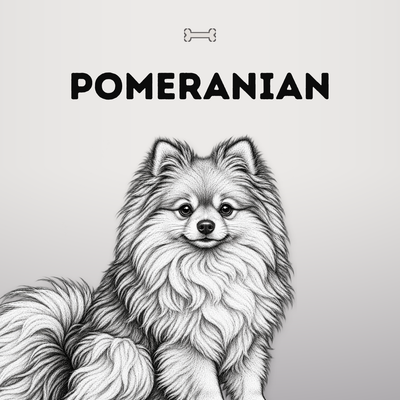 Kollektionsbild Pomeranian