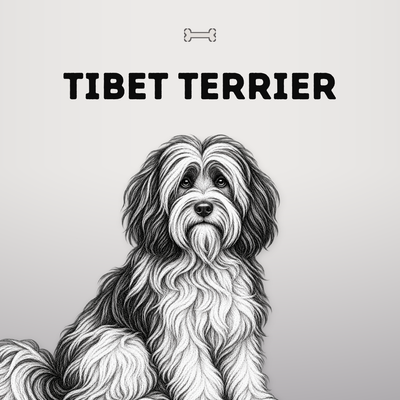 Kollektionsbild Tibet Terrier