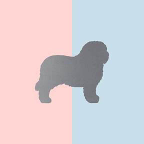 Teller Lieblingshund Powder Rose