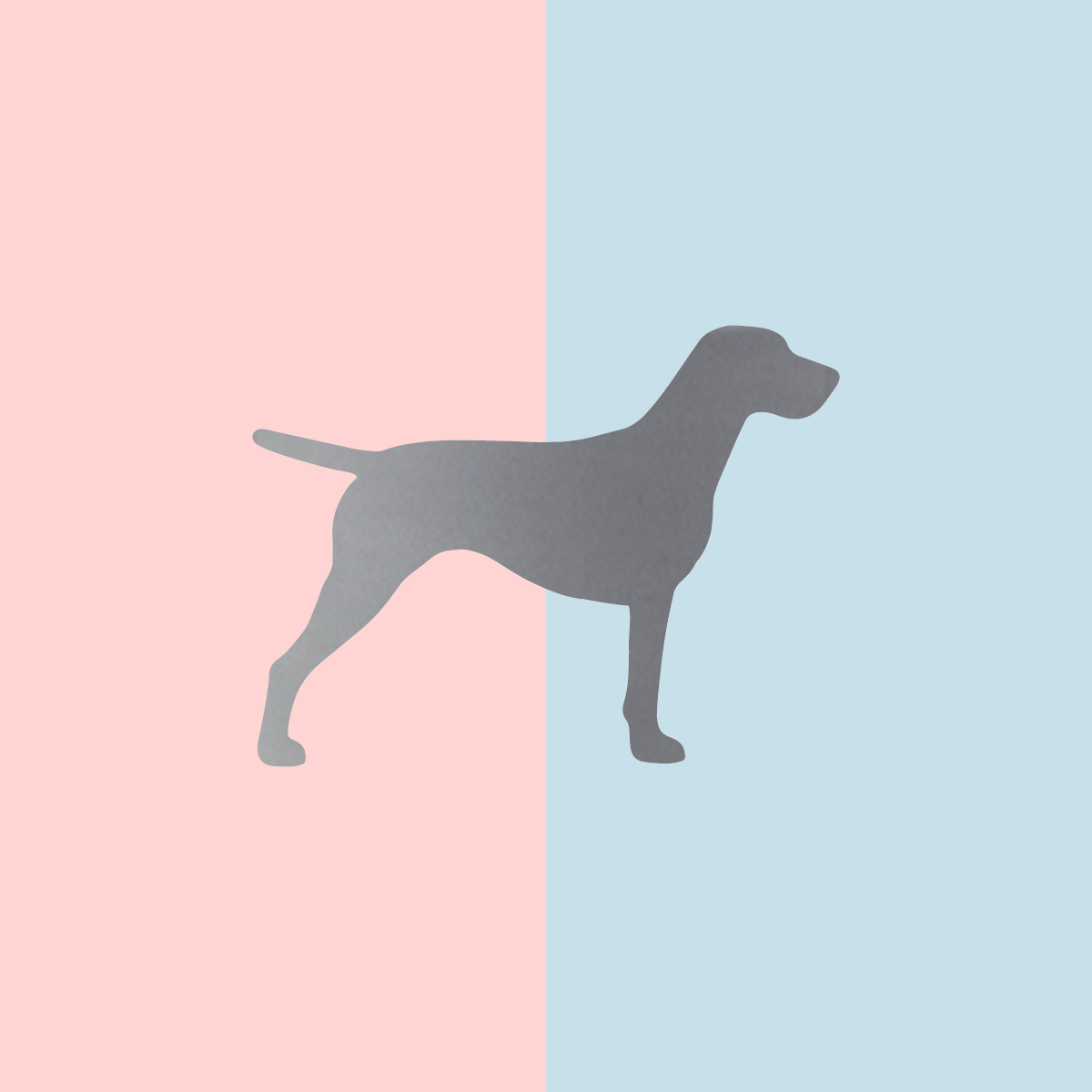 Teller Lieblingshund Powder Rose