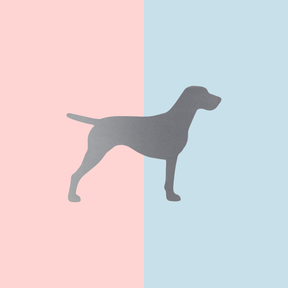 Teller Lieblingshund Powder Rose