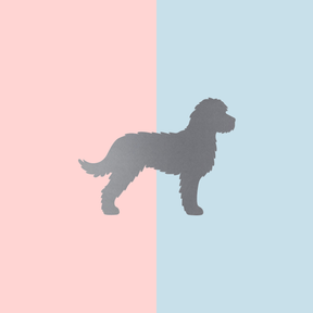 Teller Lieblingshund Powder Rose