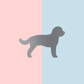 Teller Lieblingshund Powder Rose