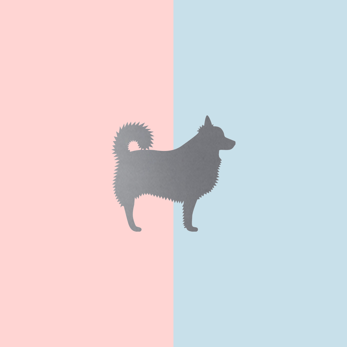 Teller Lieblingshund Powder Rose