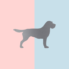 Teller Lieblingshund Powder Rose