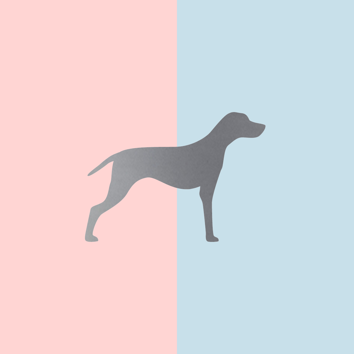 Teller Lieblingshund Powder Rose