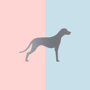 Teller Lieblingshund Powder Rose