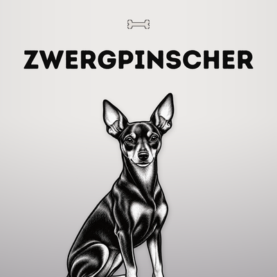 Kollektionsbild Zwergpinscher